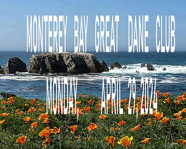 Monterey  Bay Great Dane Club - Monday - 29 April 2024
