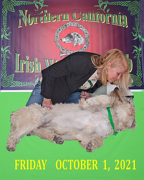 Northern California Irish Wolfhound Club  FRIDAY  October 1, 2021